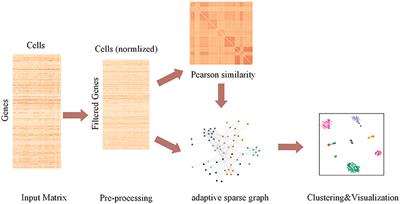 An Adaptive Sparse Subspace Clustering for Cell Type Identification